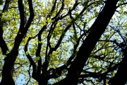 Отсутствие листьев на деревьях - условие роста первоцветов.jpg title=